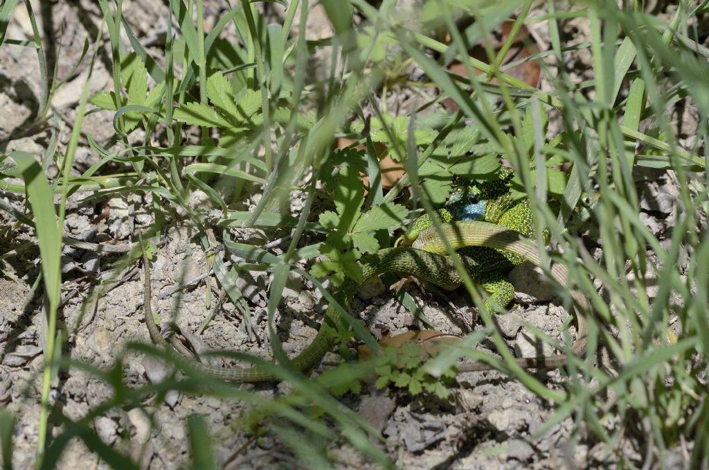 Lacerta bilineata in primavera