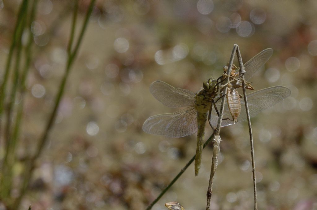Libellula da identificare: Orthetrum cancellatum con exuvia