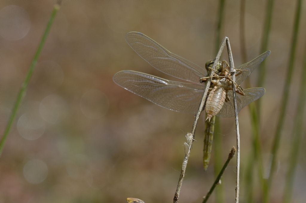 Libellula da identificare: Orthetrum cancellatum con exuvia