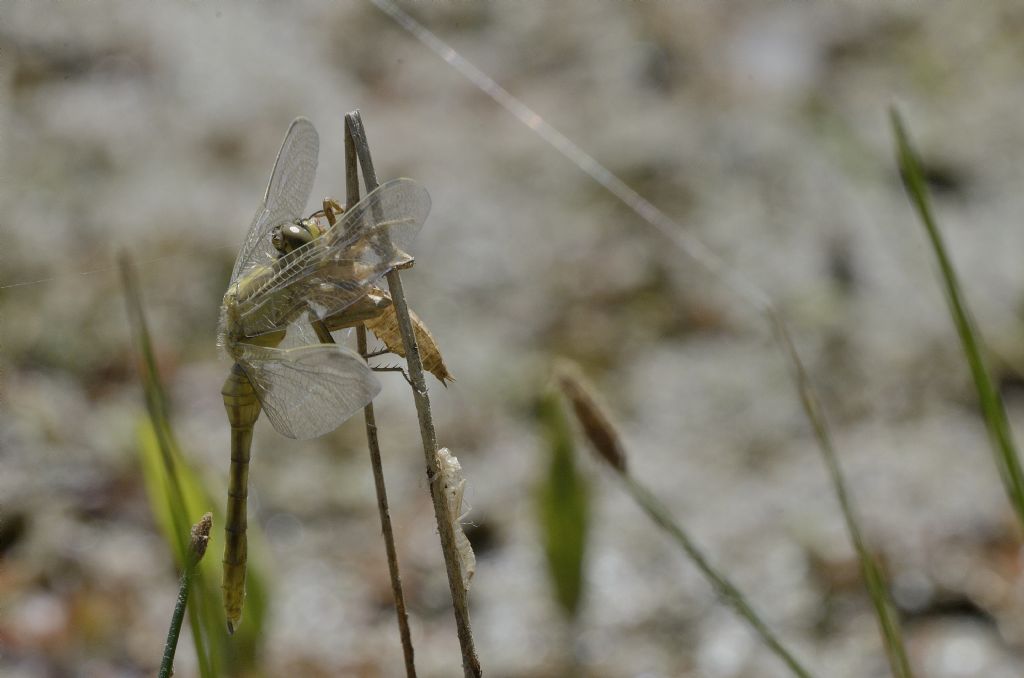 Libellula da identificare: Orthetrum cancellatum con exuvia