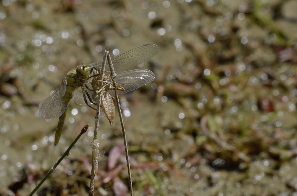 Libellula da identificare: Orthetrum cancellatum con exuvia