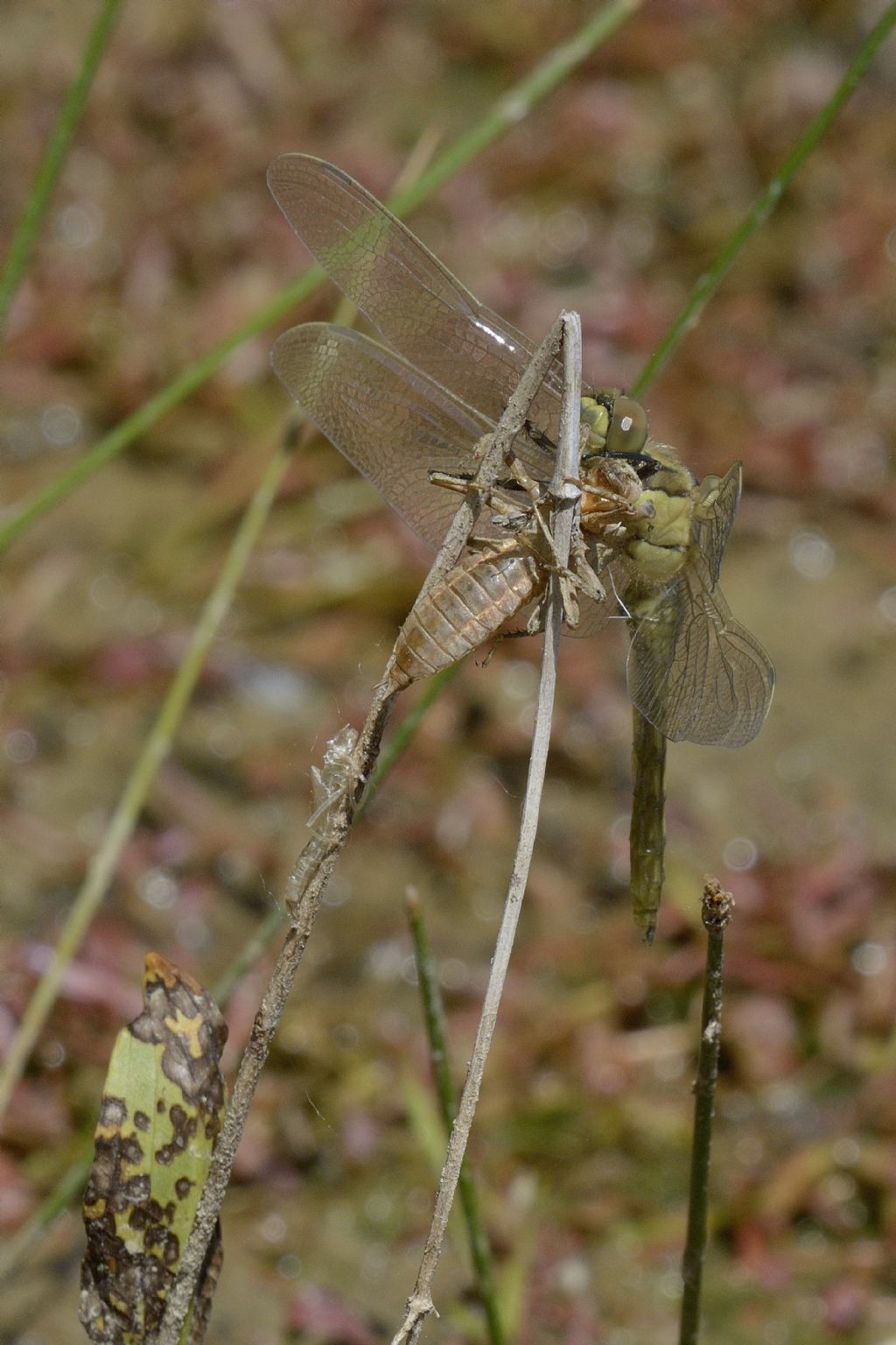 Libellula da identificare: Orthetrum cancellatum con exuvia