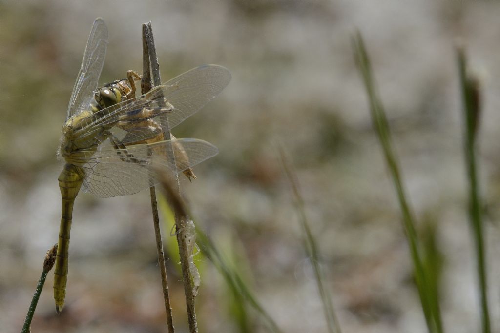Libellula da identificare: Orthetrum cancellatum con exuvia