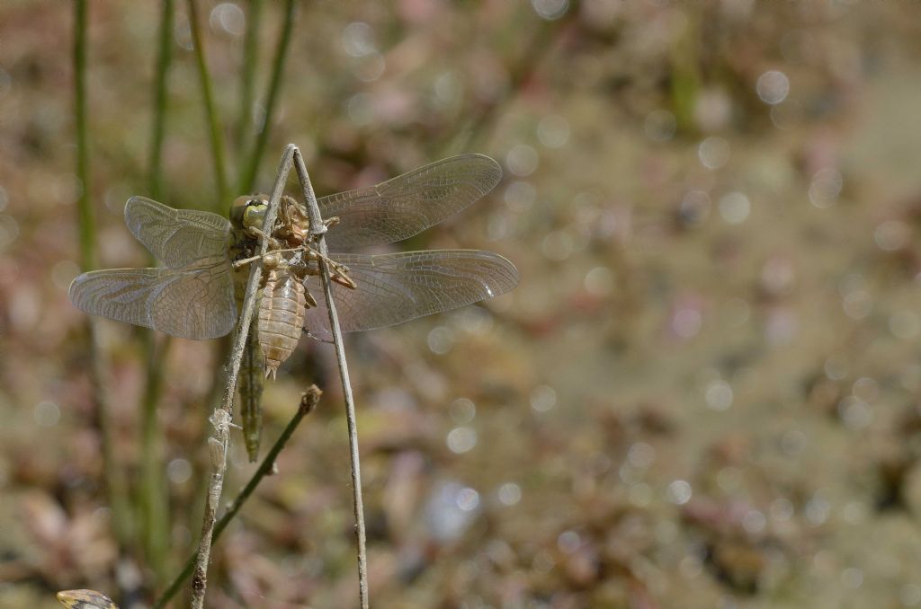 Libellula da identificare: Orthetrum cancellatum con exuvia