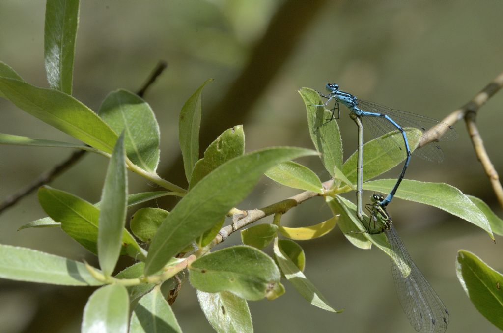 Accoppiamento di Coenagrion puella