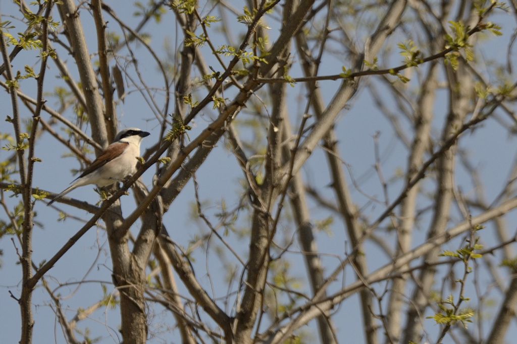 Averla piccola (Lanius collurio)