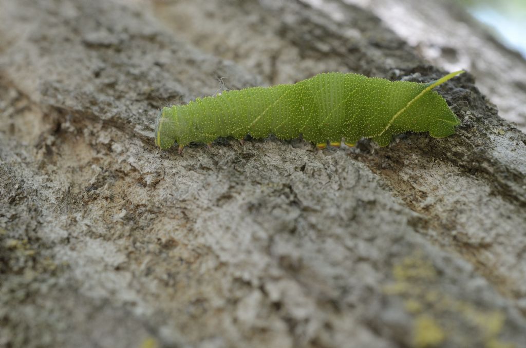 Identificazione bruco - Laothoe populi
