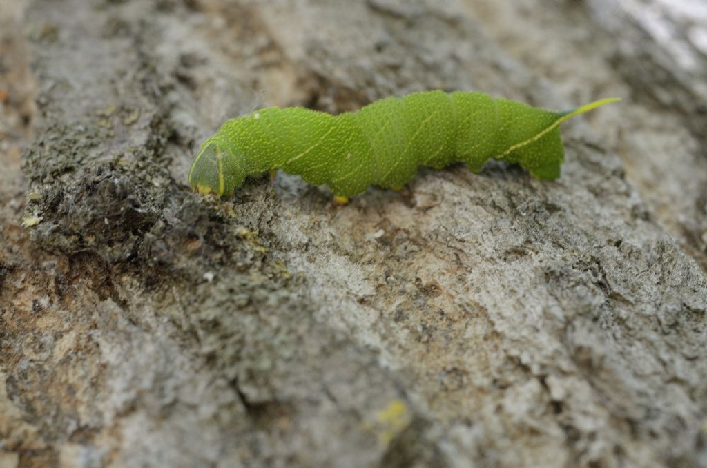 Identificazione bruco - Laothoe populi
