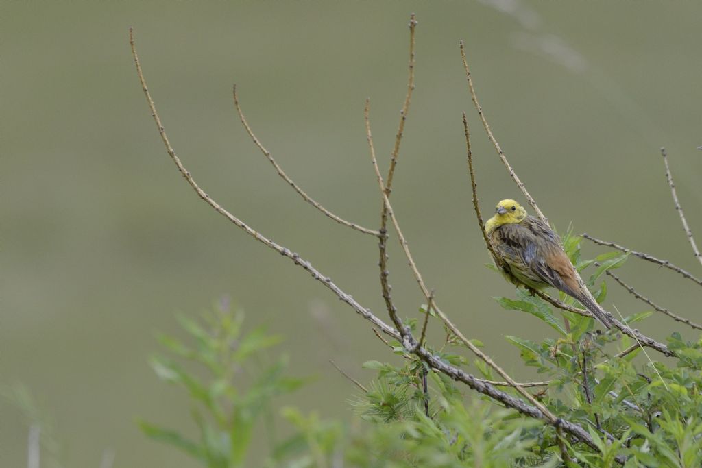 Zigolo giallo ? S