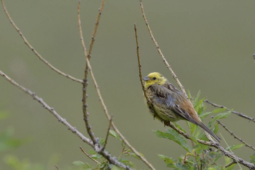 Zigolo giallo ? S