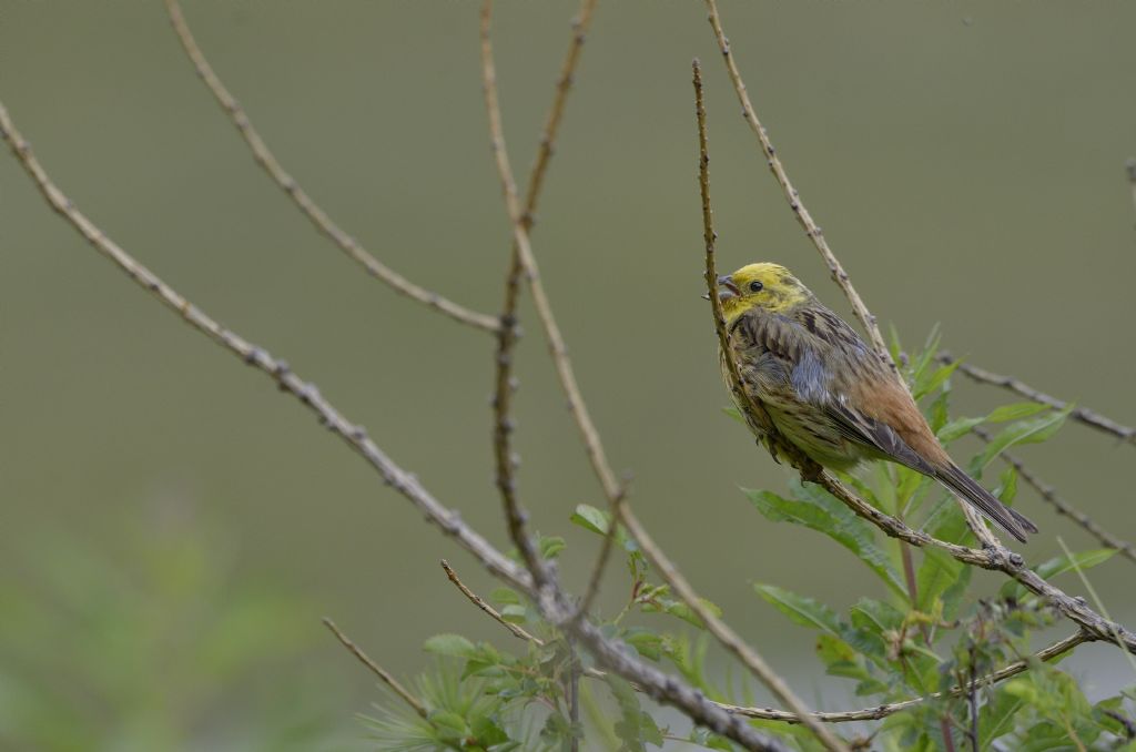 Zigolo giallo ? S