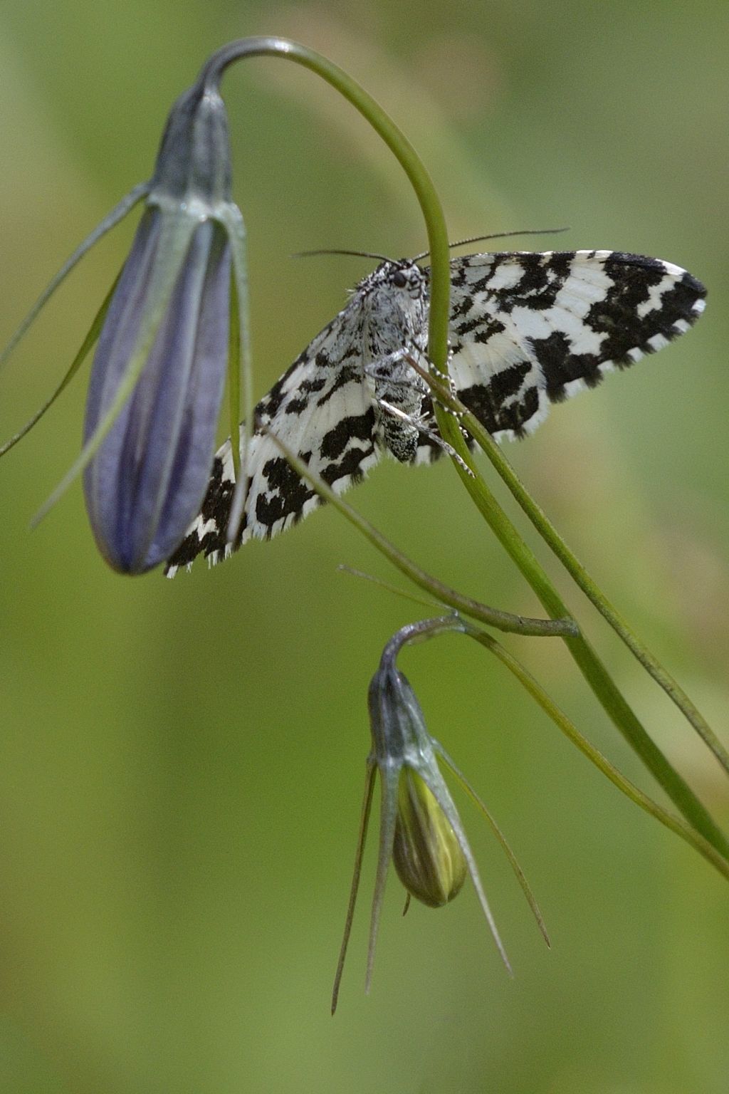 Rheumaptera hastata (Geometridae)