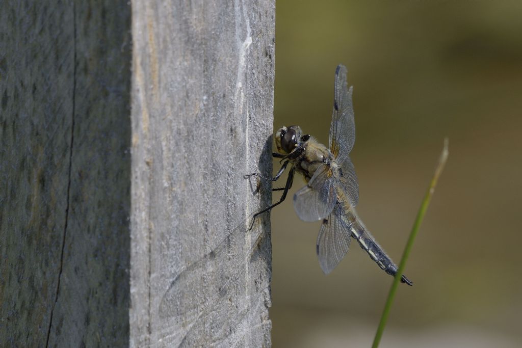 Libellula quadrimaculata