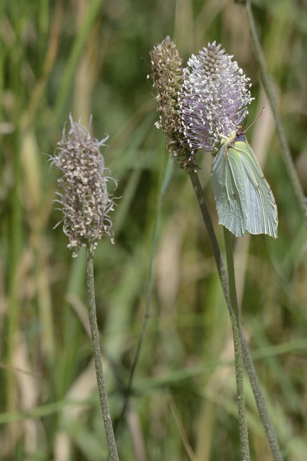 Cedronella / Gonepteryx rhamni (Pieriidae)