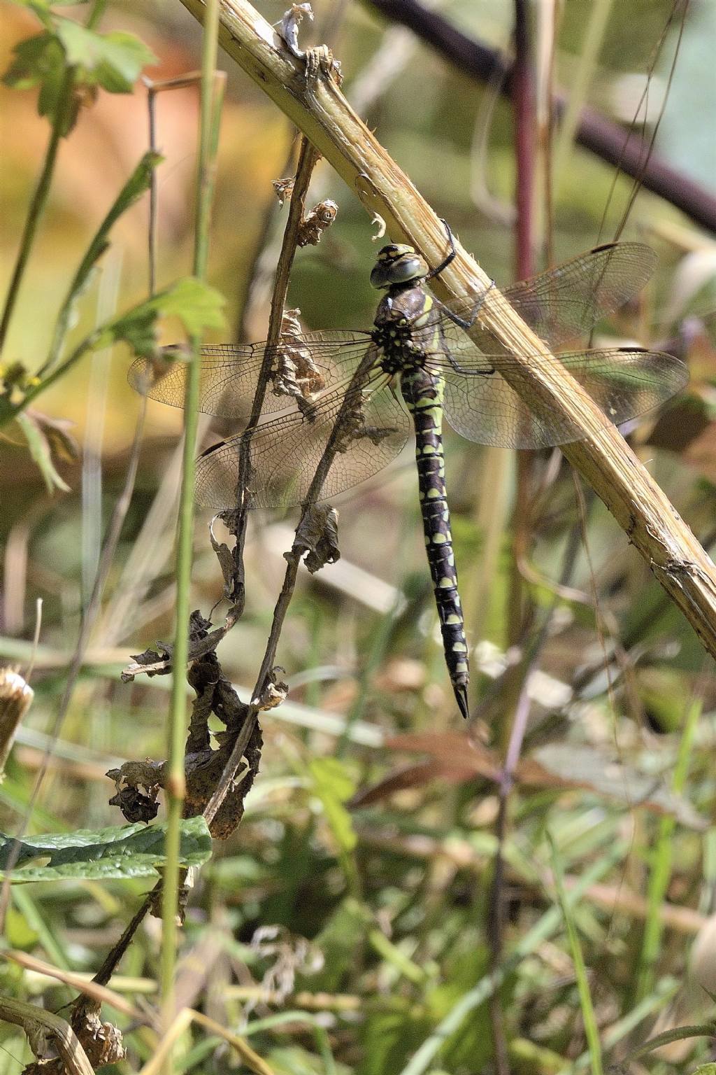 Aeshna cyanea f.