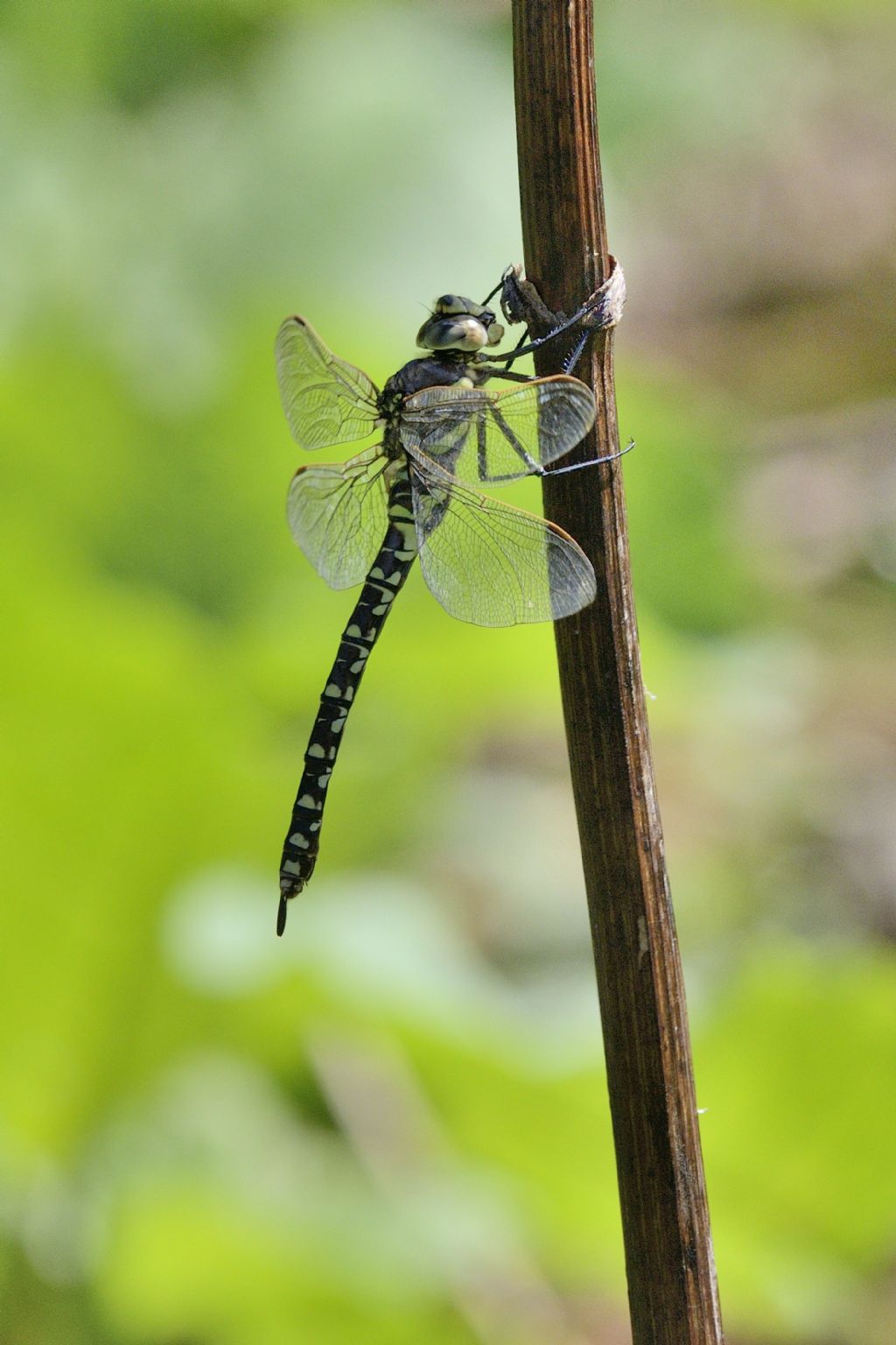 Aeshna cyanea f.