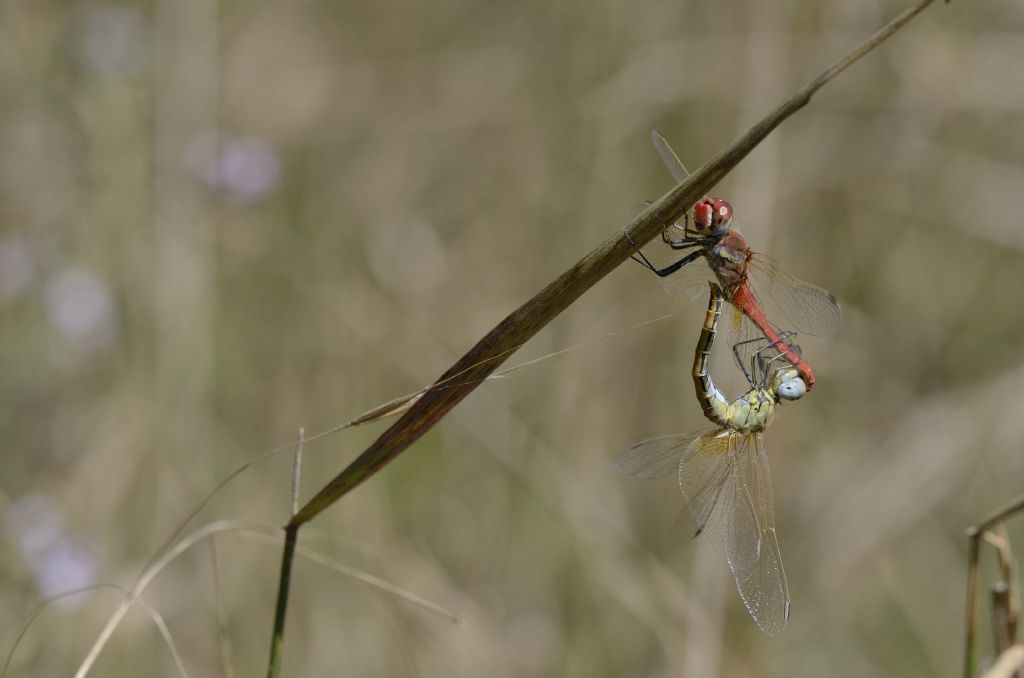 Sympetrum fonscolombii in accoppiamento