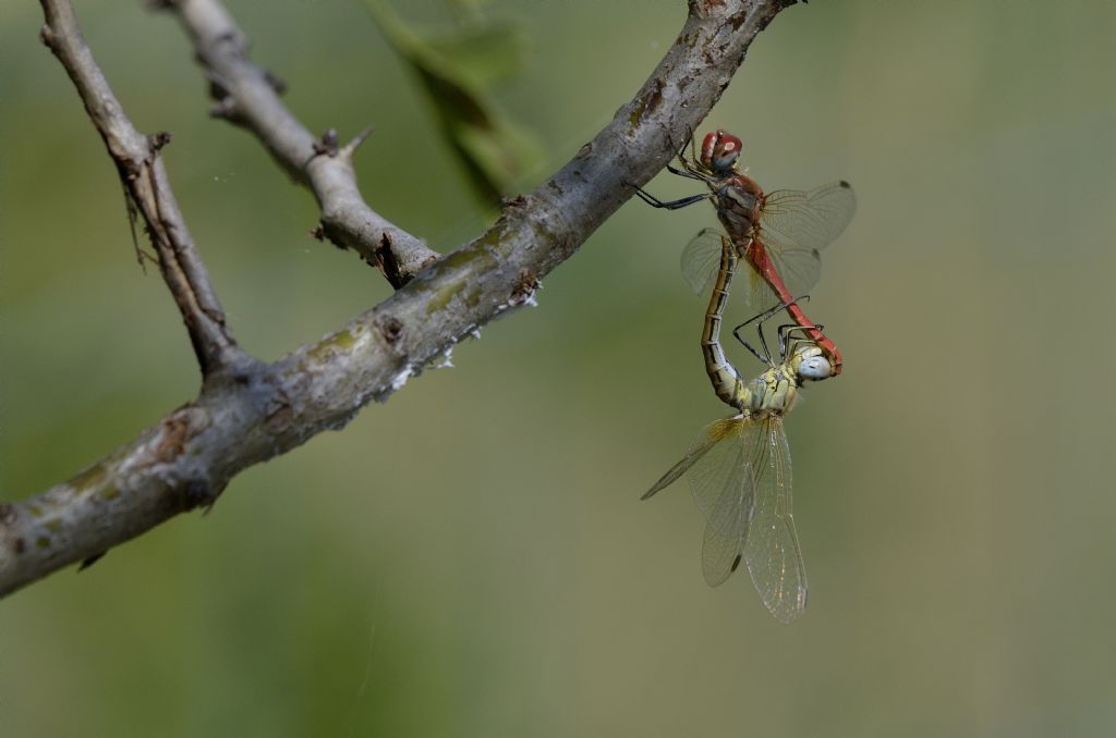 Sympetrum fonscolombii in accoppiamento