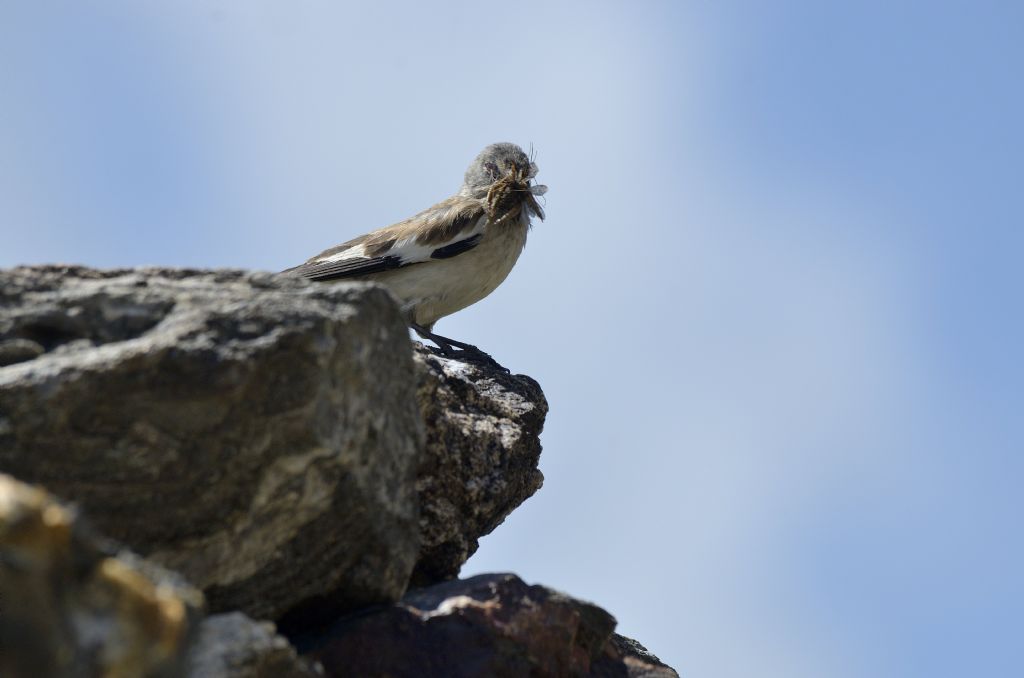 Fringuelli alpini con prede