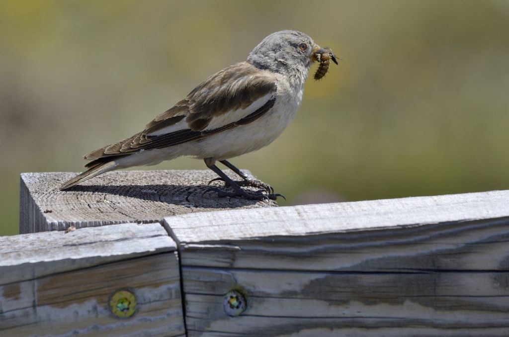 Fringuelli alpini con prede
