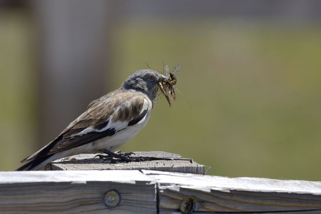Fringuelli alpini con prede