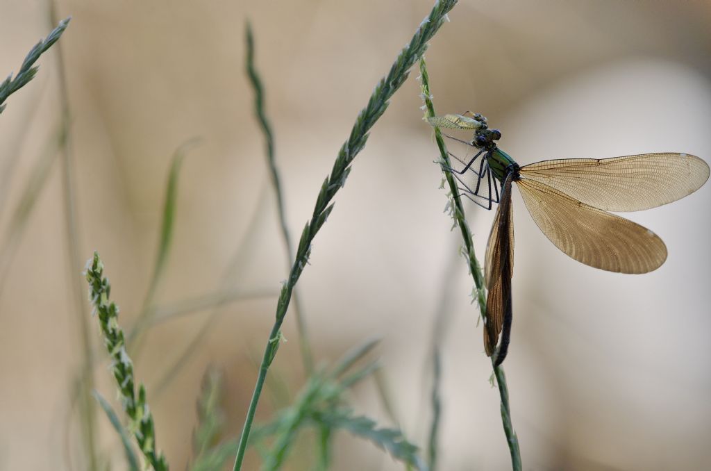Calopteryx virgo meridionalis con preda