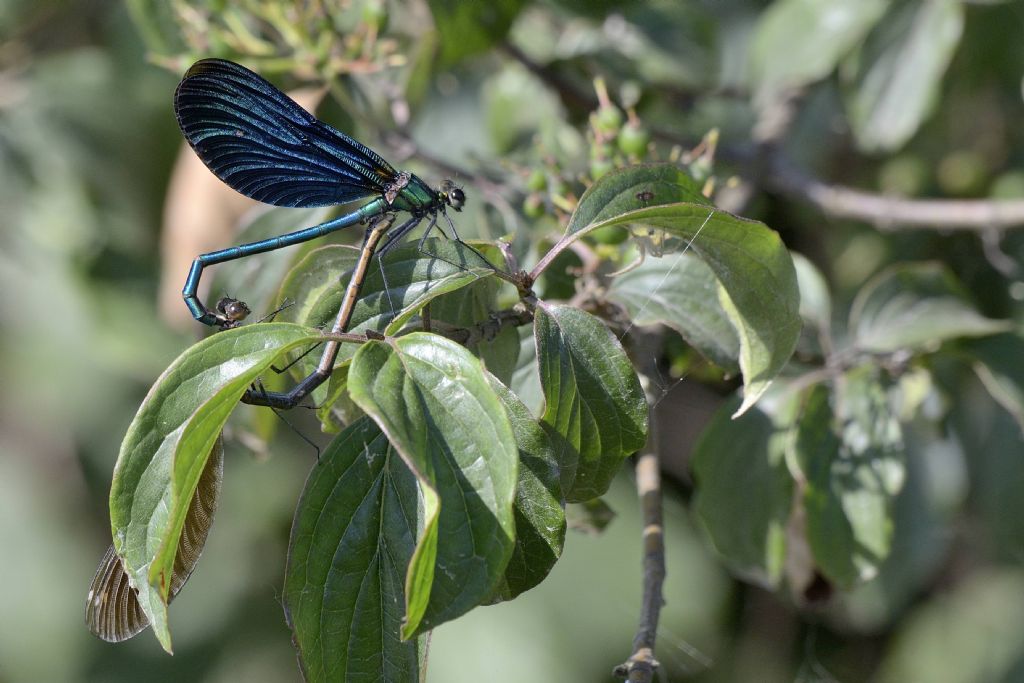Calopteryx splendens in accoppiamento