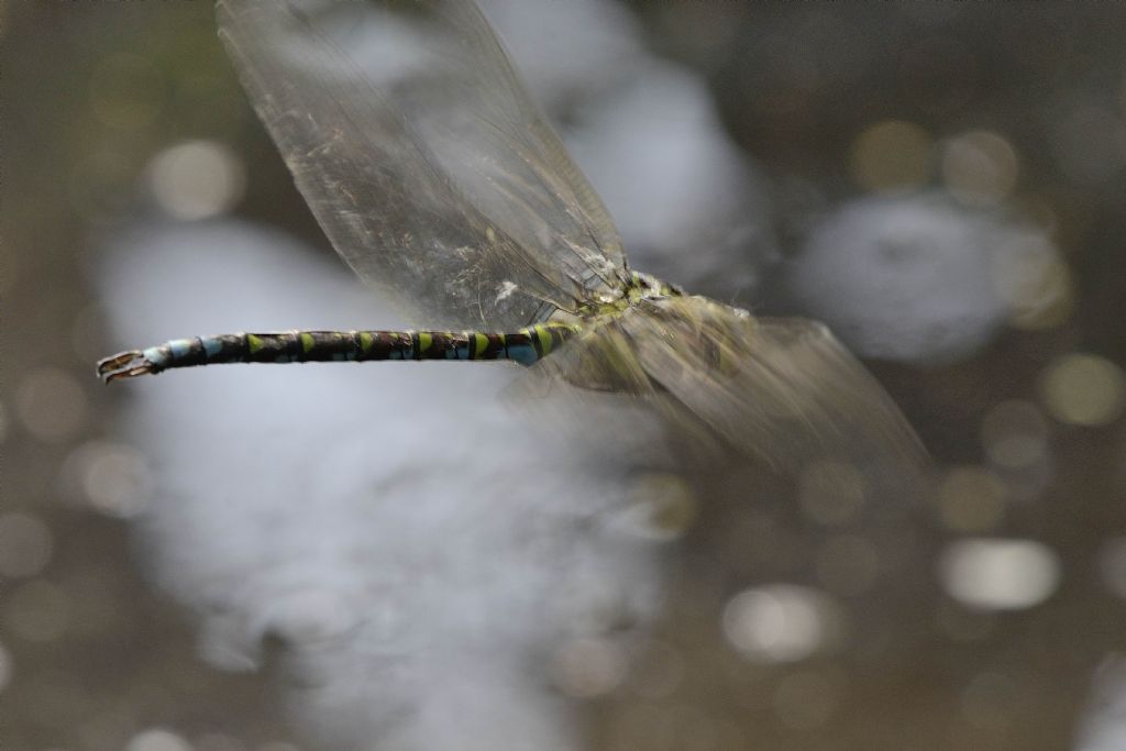 Aeshna cyanea m.