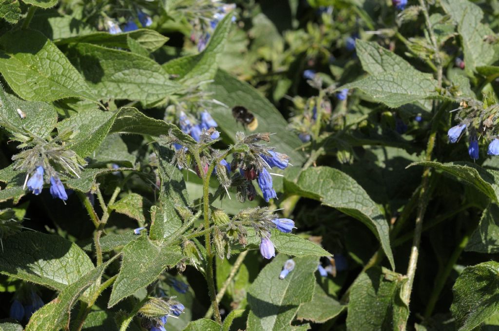 Symphytum sp. (Boraginaceae)