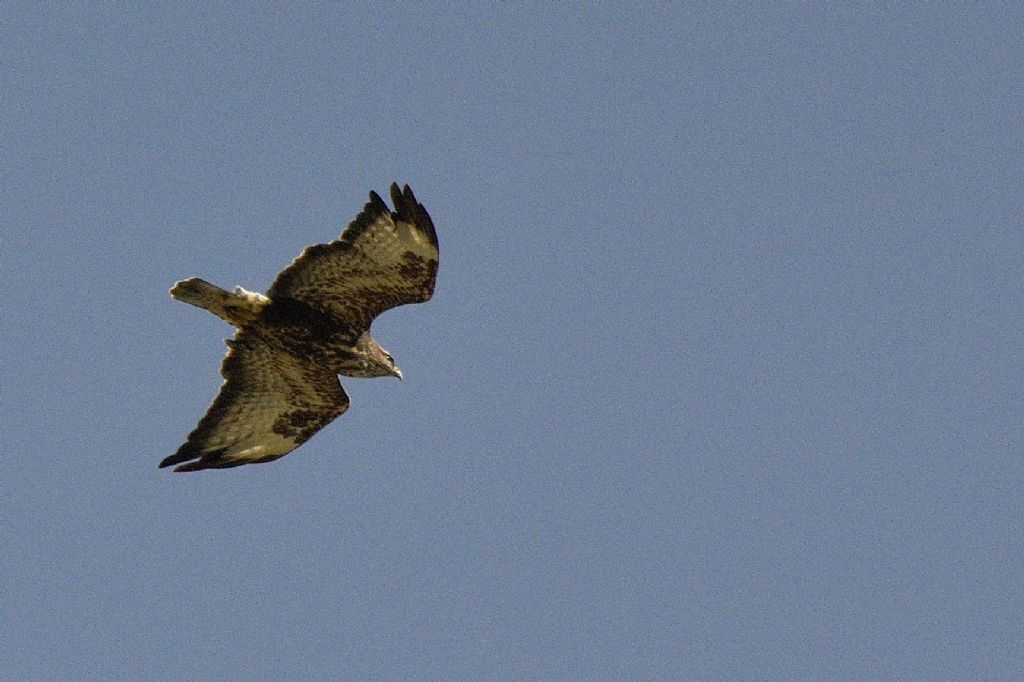 Aquila ? No, Poiana