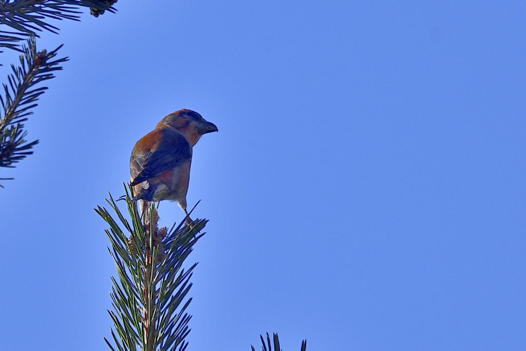 Crocieri, Loxia curvirostra