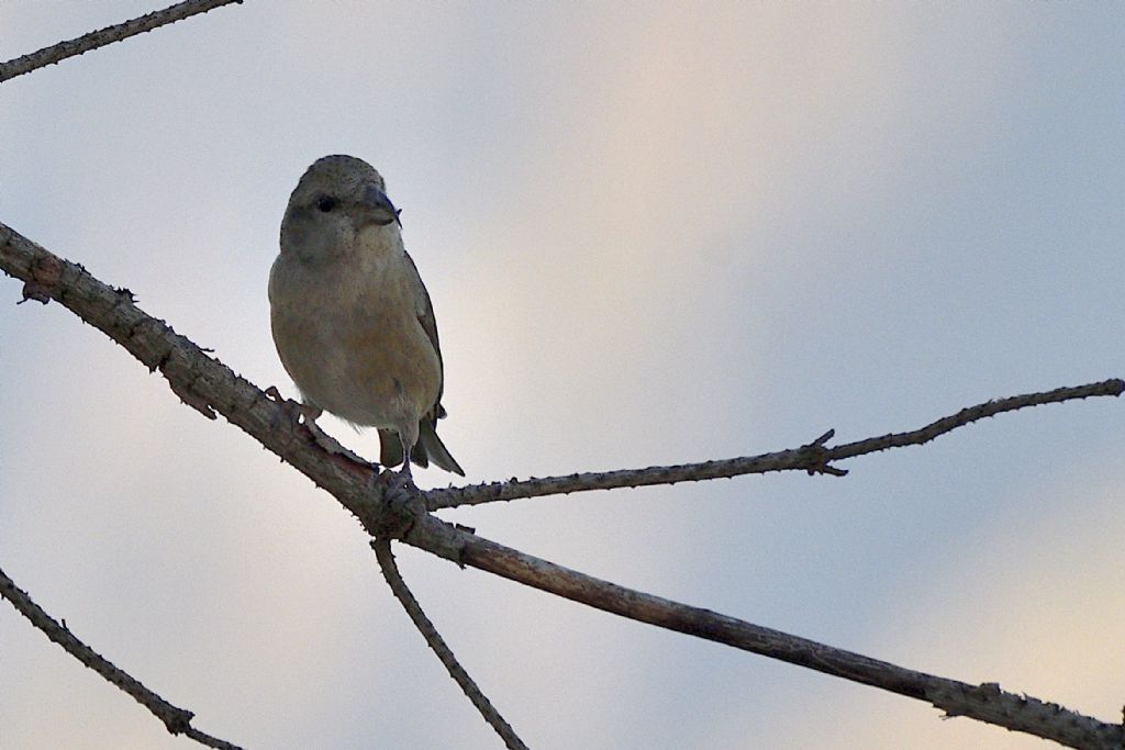 Crocieri, Loxia curvirostra