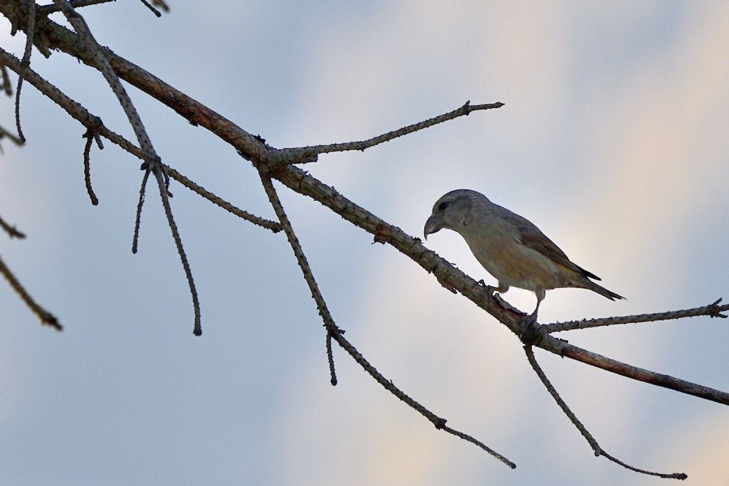 Crocieri, Loxia curvirostra