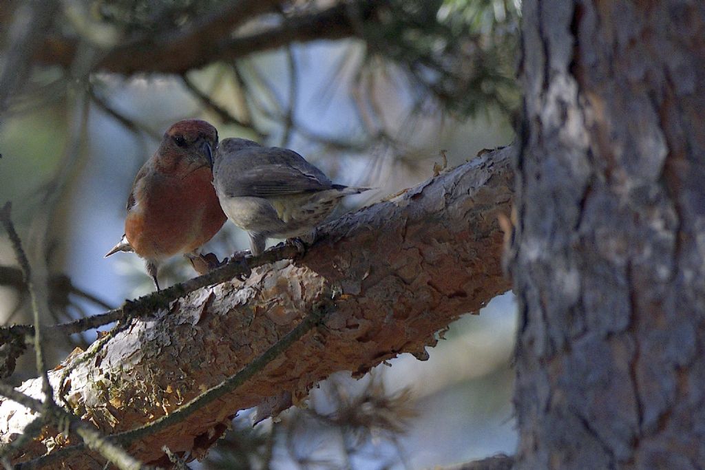 Crocieri, Loxia curvirostra