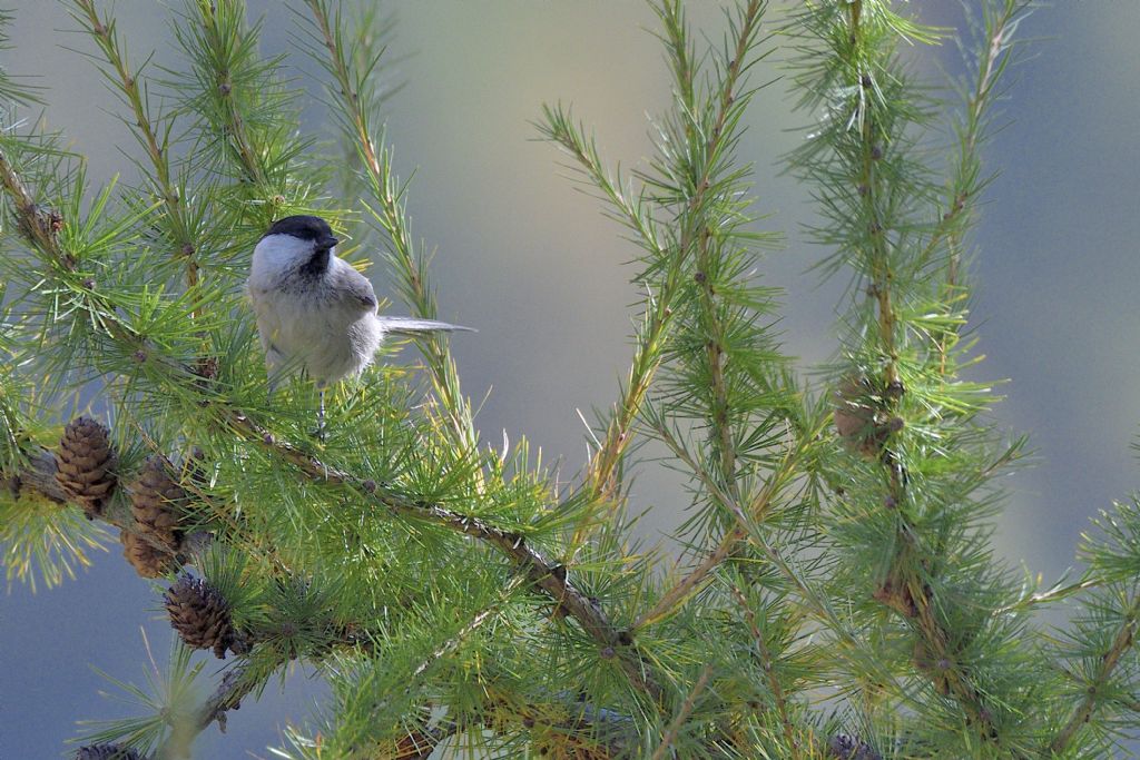Cincia bigia alpestre ?