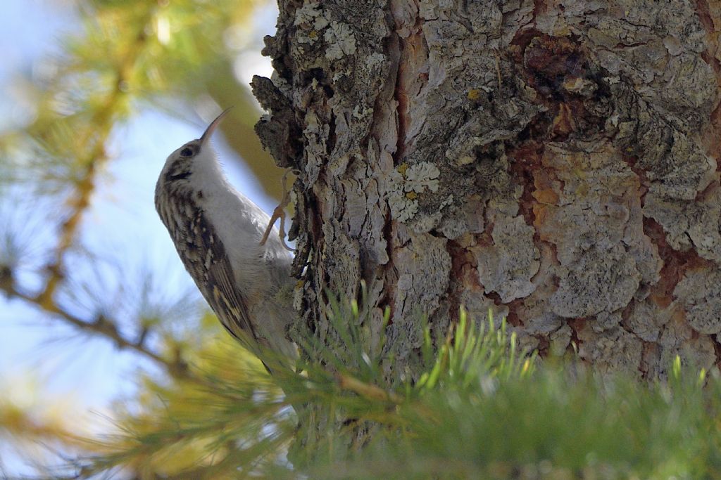 Rampichino alpestre, Certhia familiaris