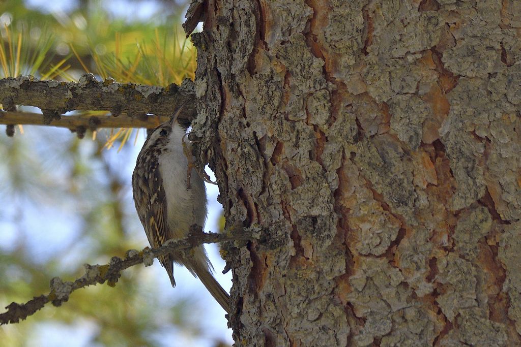 Rampichino alpestre, Certhia familiaris