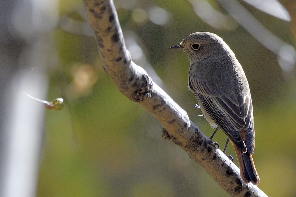 Codirosso spazzacamino, Phoenicurus ochruros