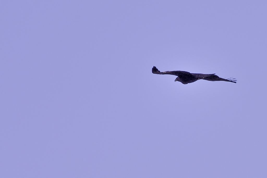 Aquila ?