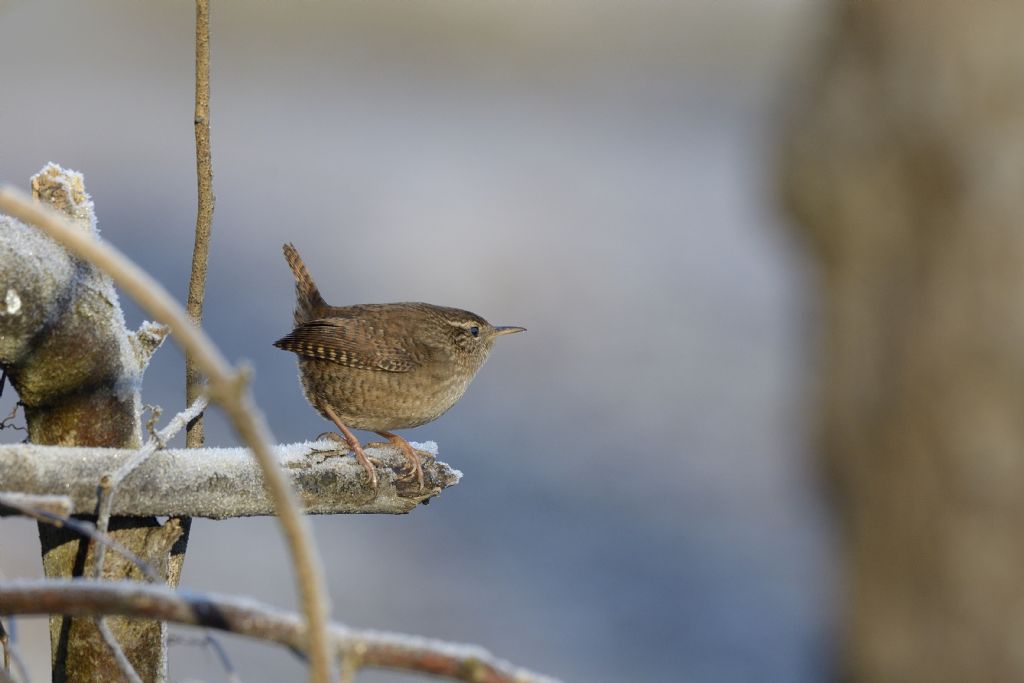 Troglodytes troglodytes , scricciolo che preda nella brina