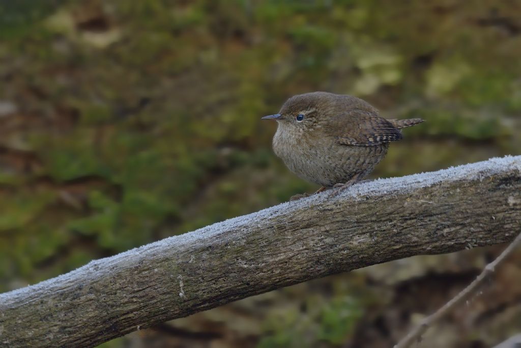 Troglodytes troglodytes , scricciolo che preda nella brina