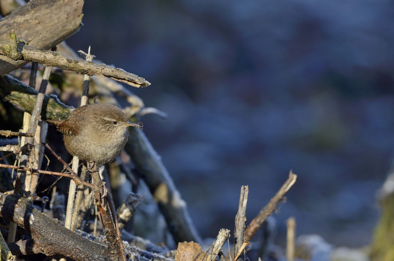 Troglodytes troglodytes , scricciolo che preda nella brina