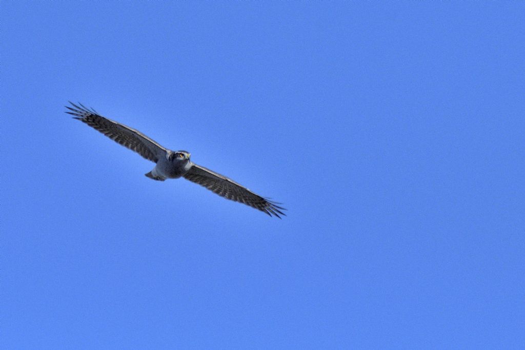 Rapace in volo da id