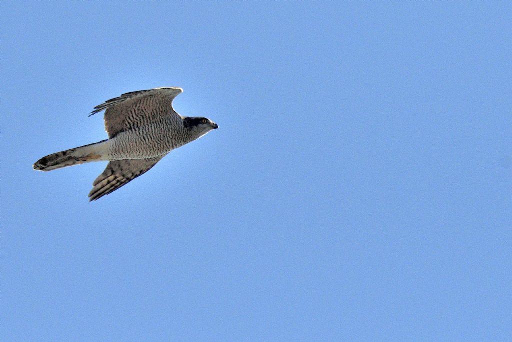 Rapace in volo da id