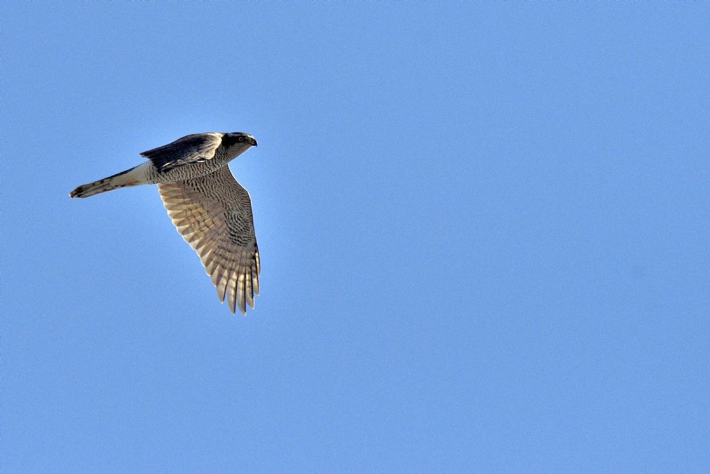 Rapace in volo da id