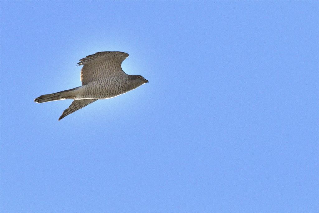 Rapace in volo da id