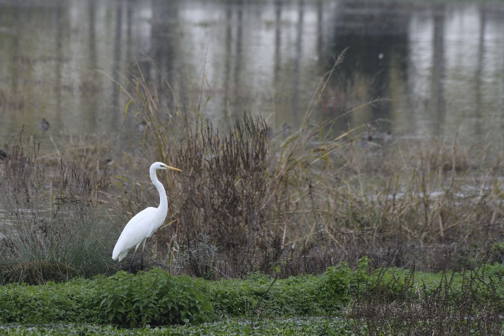 Airone bianco maggiore