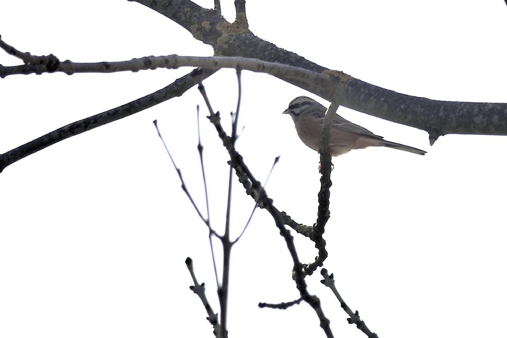 Zigolo muciatto, Emberiza cia