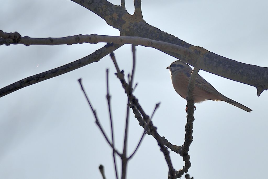 Zigolo muciatto, Emberiza cia