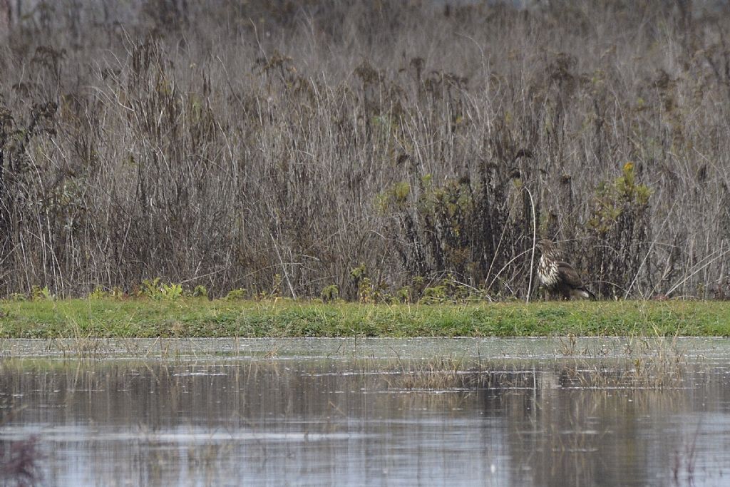 Poiane, Buteo buteo